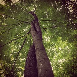 Low angle view of trees in forest