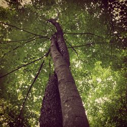 Low angle view of trees in forest