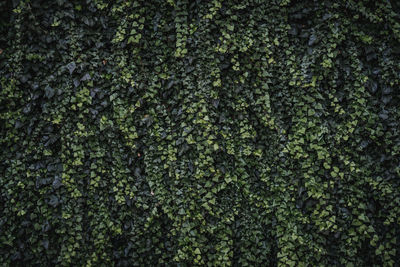 Full frame shot of ivy growing on tree