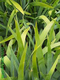 High angle view of plants growing on field