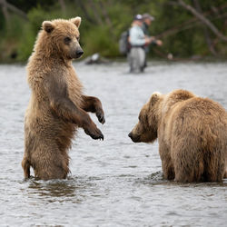 Close-up standing alaskan brown bears in river with fisherman in the background