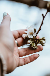 Midsection of person holding cherry blossom