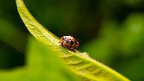 Close-up of ladybug on leaf