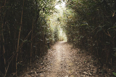 Scenic view of forest