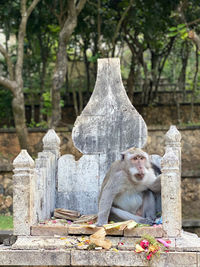 Monkey sitting on wood against trees