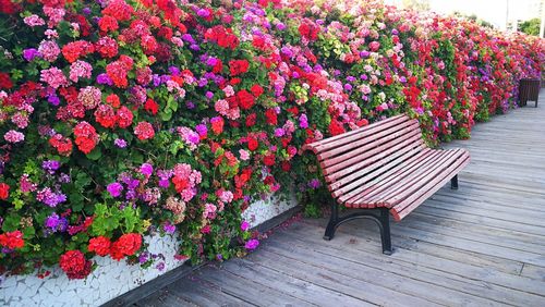 Pink flowers on bench in park