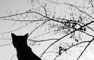 Low angle view of cat on tree against sky