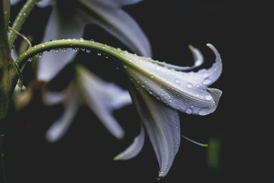 Close-up of water drops on flower over black background