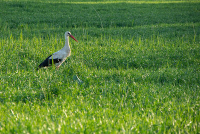 Side view of a bird on field