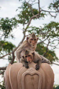 Monkey sitting on tree