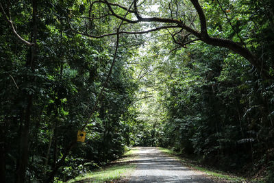 Walkway amidst trees in forest