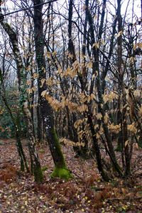 Trees in forest