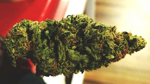 Close-up of green leaf