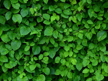 Full frame shot of green leaves