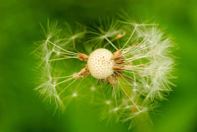 Close-up of dandelion on plant