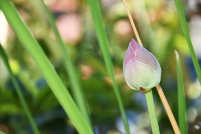 Close-up of purple flower buds