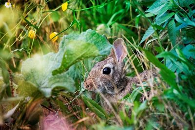 Close-up of bunny on a field