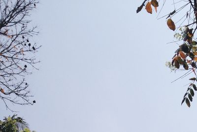 Low angle view of trees against clear sky