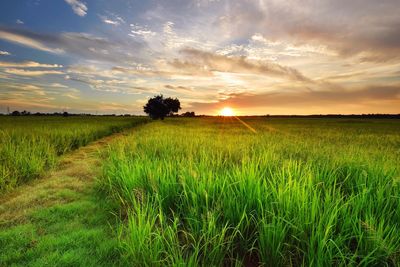 Scenic view of field against sky at sunset