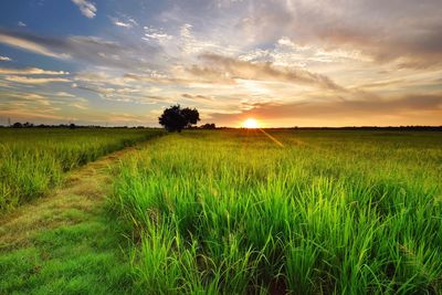 Scenic view of field against sky at sunset