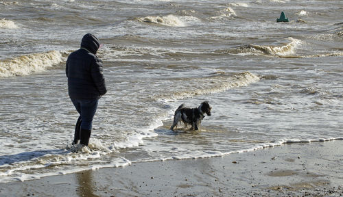 Dog on beach