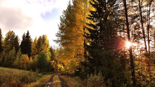 Trees in forest against sky