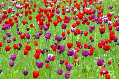 Multi colored poppy flowers blooming in field