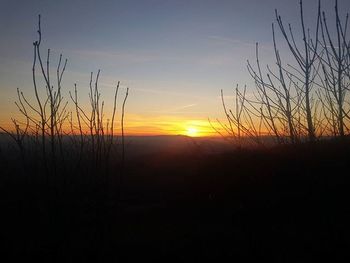 Silhouette of trees at sunset