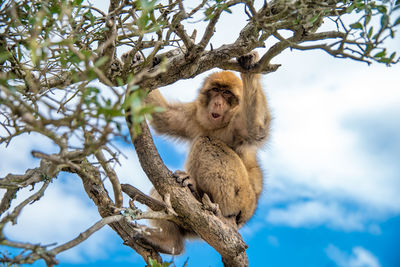 Low angle view of monkey sitting on tree