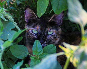 Close-up of cat