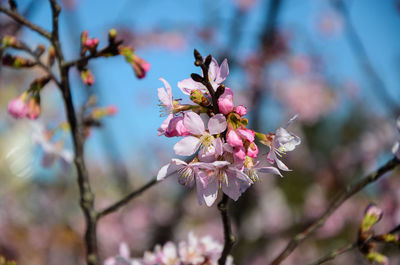 Close-up of pink cherry blossoms in spring