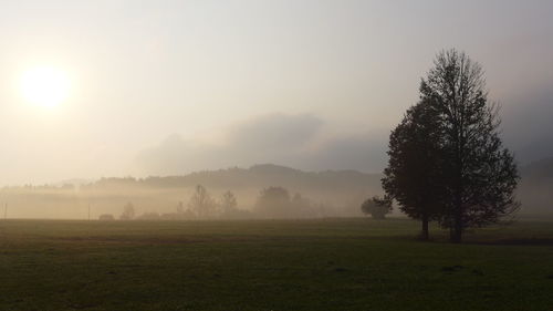 Trees on field against sky during foggy weather