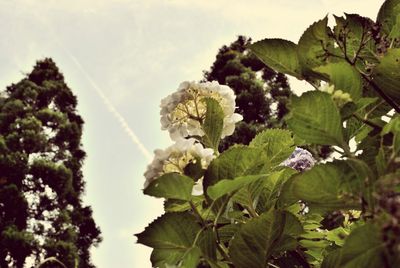 Close-up of flowering plant against sky