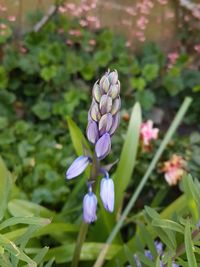 Close-up of purple flowering plant