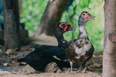 Muscovy duck in farm.