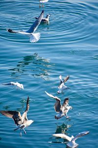 High angle view of seagulls flying over sea