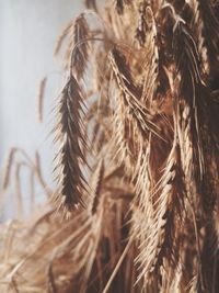 Close-up of stalks in field