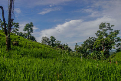 Scenic view of agricultural field against sky