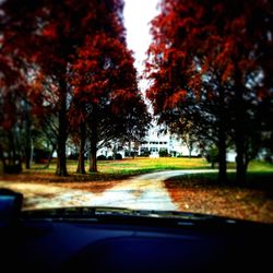 Road amidst trees during autumn