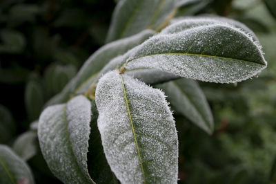 Close-up of wet plant leaves during winter