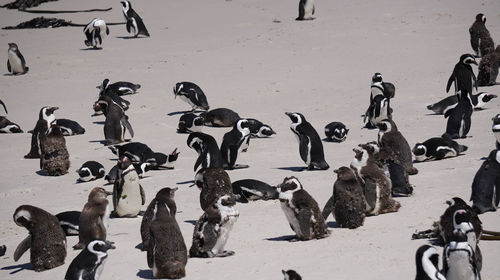 South africa penguin colony baby bird and grown up 