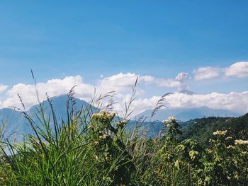 Plants growing on land against sky