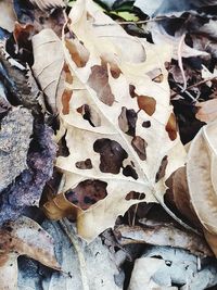 Close-up of dried leaves on field