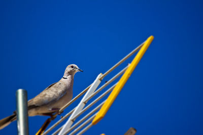 Low angle view of birds perched on blue sky