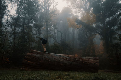 Man standing by trees in forest