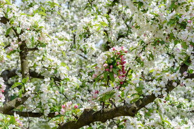 Close-up of white cherry blossom tree