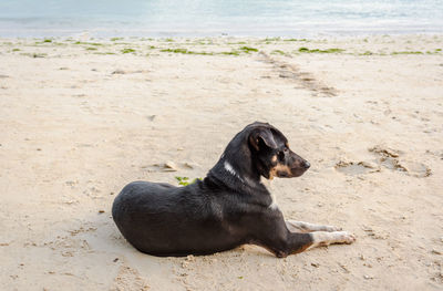 Close-up of black dog on sand at beach