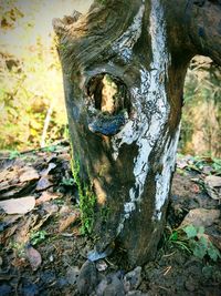 Close-up of lichen on tree trunk