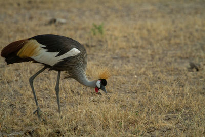 Grey crowned crane bird eating bugs in the grass