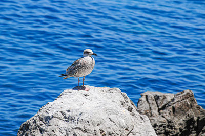 Seagull perching on rock by sea